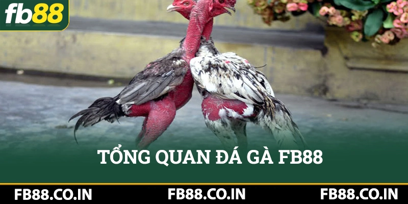 Tổng quan về đá gà FB88